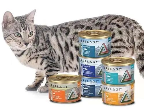 满足室内猫咪需求,澳洲高端猫品牌奇境亮相它博会丨专访